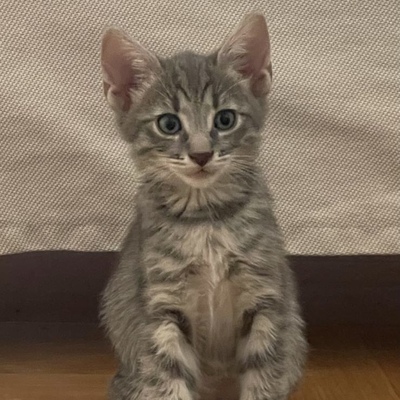 Bandi, EKH Jungtier - Katze