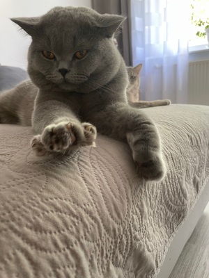 Baron, BKH DECKKATER - Kater