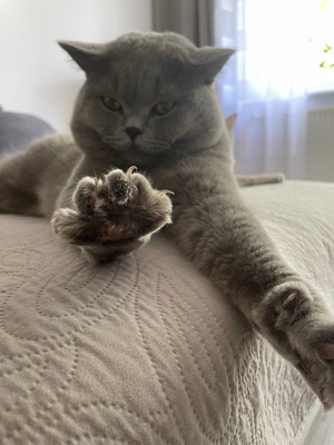 Baron, BKH DECKKATER - Kater