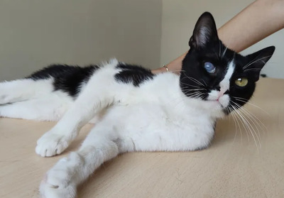 Bartolo - kontaktfreudig und verschmuster Katermann, EKH - Kater