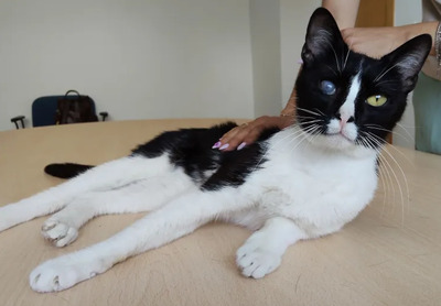 Bartolo - kontaktfreudig und verschmuster Katermann, EKH - Kater