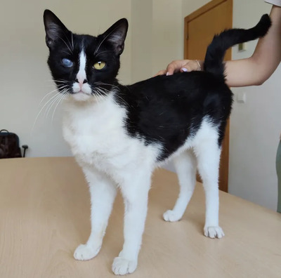 Bartolo - kontaktfreudig und verschmuster Katermann, EKH - Kater