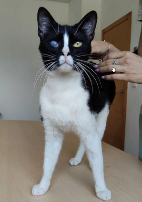 Bartolo - kontaktfreudig und verschmuster Katermann, EKH - Kater