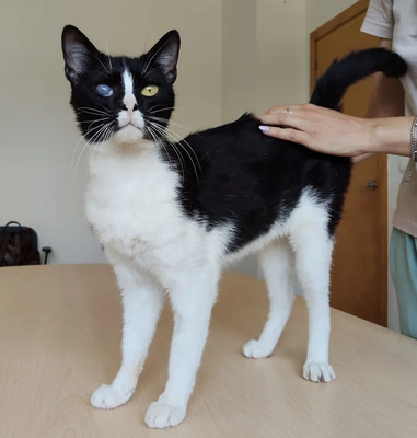 Bartolo - kontaktfreudig und verschmuster Katermann, EKH - Kater