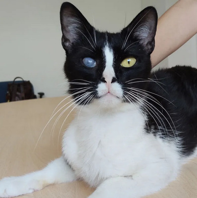 Bartolo - kontaktfreudig und verschmuster Katermann, EKH - Kater