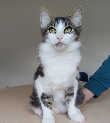 Basil - liebevoller Katermann