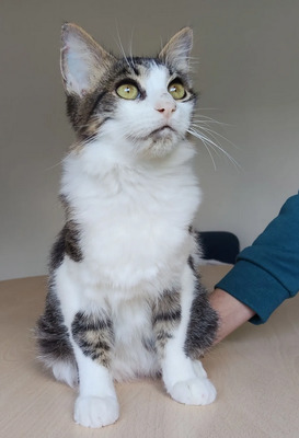 Basil - liebevoller Katermann, EKH - Kater