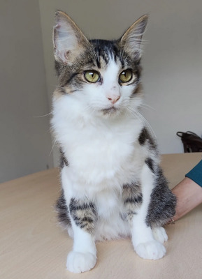 Basil - liebevoller Katermann, EKH - Kater