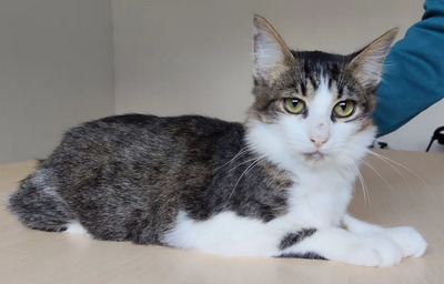 Basil - liebevoller Katermann, EKH - Kater