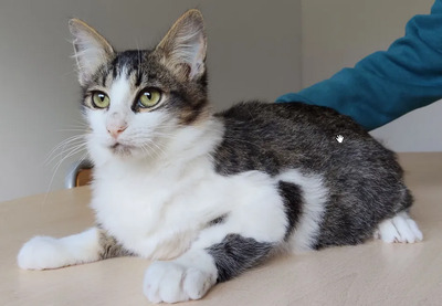 Basil - liebevoller Katermann, EKH - Kater