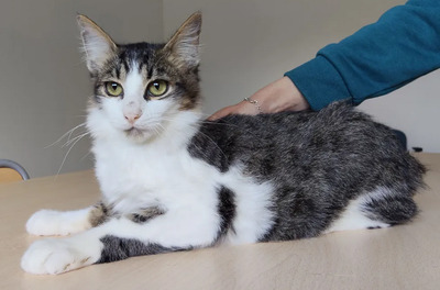 Basil - liebevoller Katermann, EKH - Kater