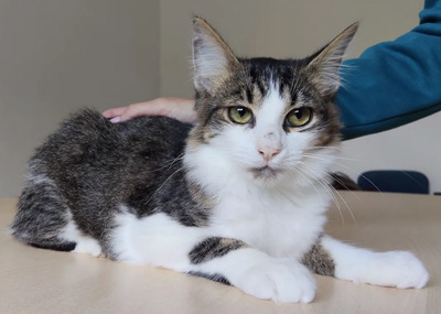 Basil - liebevoller Katermann, EKH - Kater