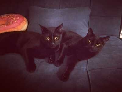 Batman & Robin, 2 kater - Kater