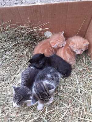 Bauern Katzen Jungtier - Kater
