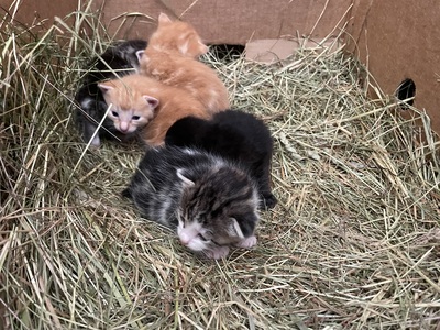 Bauern Katzen Jungtier - Kater