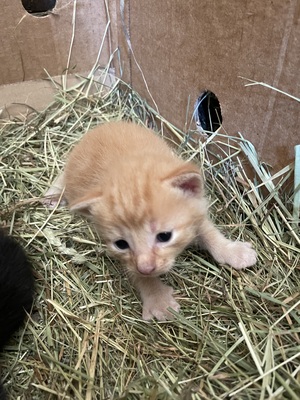 Bauern Katzen Jungtier - Kater