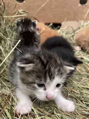 Bauern Katzen Jungtier - Kater