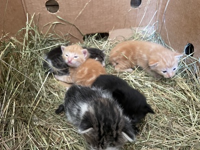 Bauern Katzen Jungtier - Kater
