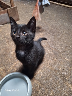 Bauernhof-Katzen Jungtier - Kater