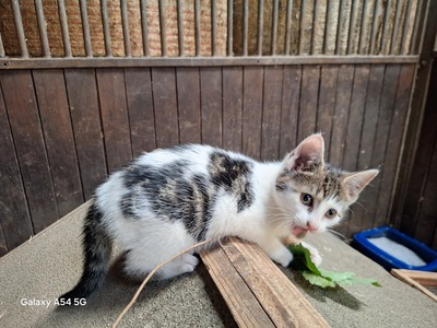 Bauernhof-Katzen Jungtier - Kater