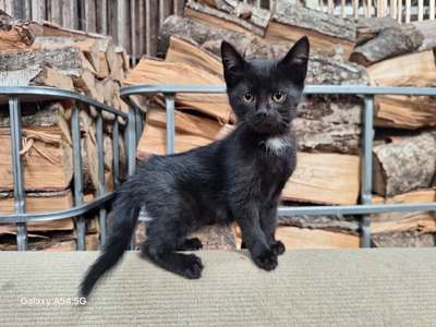 Bauernhof-Katzen Jungtier - Kater
