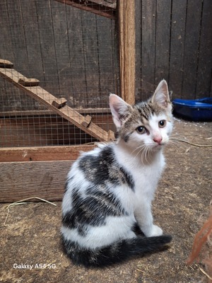 Bauernhof-Katzen Jungtier - Kater