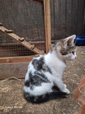Bauernhof-Katzen Jungtier - Kater