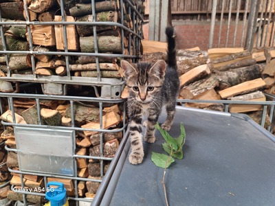 Bauernhof-Katzen Jungtier - Kater