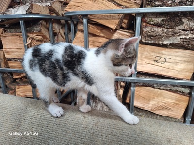 Bauernhof-Katzen Jungtier - Kater