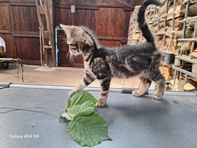 Bauernhof-Katzen Jungtier - Kater