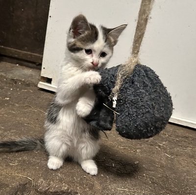 Bauernhof-Katzen Jungtier - Katze