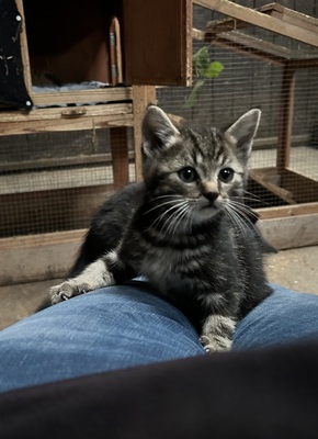 Bauernhof-Katzen Jungtier - Katze