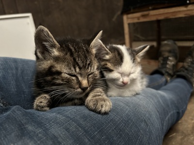 Bauernhof-Katzen Jungtier - Katze