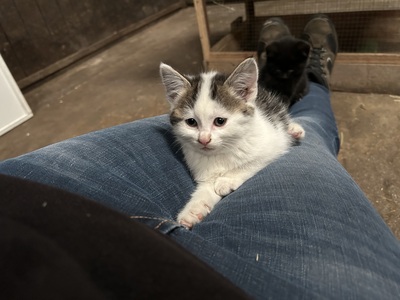 Bauernhof-Katzen Jungtier - Katze