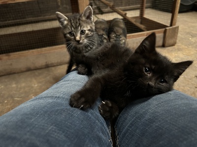 Bauernhof-Katzen Jungtier - Katze