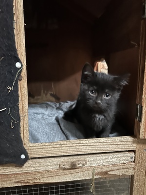 Bauernhof-Katzen Jungtier - Katze