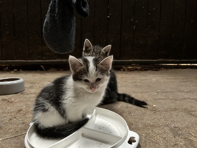 Bauernhof-Katzen Jungtier - Katze