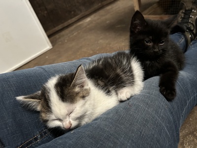 Bauernhof-Katzen Jungtier - Katze