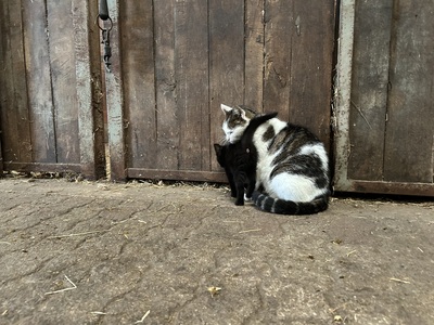 Bauernhof-Katzen Jungtier - Katze
