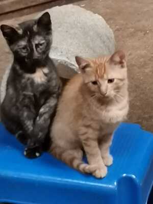 ., Bauernhofkatze Jungtier - Katze