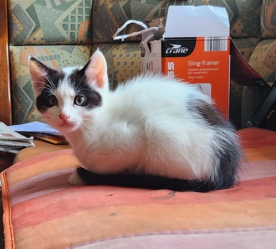 Bauernhofkatzen, Bauernhofkatzen - Kater