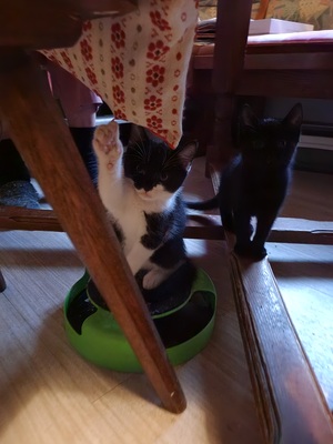 Bauernhofkatzen, Bauernhofkatzen - Katze