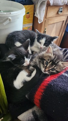 Bauernhofkatzen, Bauernhofkatzen - Katze