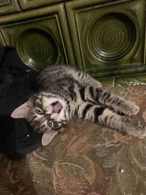 Bauernhofkatzen - Kater