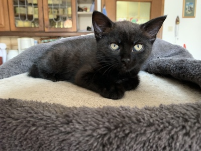 Bauernhofkatzen - Katze