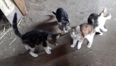 Bauernhofkatzen - Katze