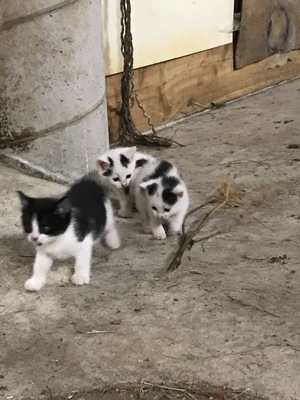 Bauernkatze Jungtier - Kater