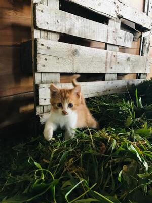 Bauernkatze Jungtier - Kater