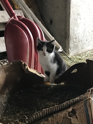 -, Bauernkatzen Jungtier - Kater