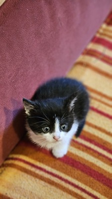 Bauernkatzen Jungtier - Kater